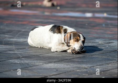 Ein Hund genießt ein ruhiges Nickerchen auf dem warmen Bürgersteig in Marrakesch unter der Sonne. Stockfoto