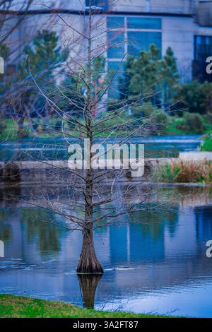 Friedlicher Park mit Brücke über Wasser und Bäumen mit Moos, reflektierendem Wasser und Baum, der aus dem Wasser wächst, New Orleans Park Stockfoto