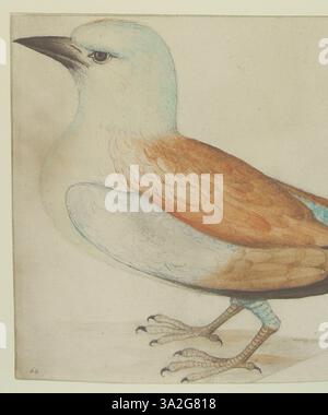 Diese 1906 von John White gefertigte Illustration zeigt einen europäischen Rollvogel nach links und betont sein eigenes Gefieder und seine Merkmale. Stockfoto