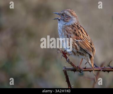 Singender Dunnock Stockfoto