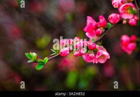 Blühender Zweig mit scharlachroten Quittenblüten. Japanische Quittenblüte (Chaenomeles) im Frühling. Schöne rote Blumen Stockfoto