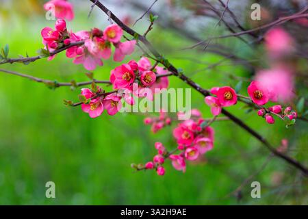 Hellrote Blumen auf einem Ast der japanischen Quitte auf einem unscharfen grünen Hintergrund im Frühlingsgarten. Chaenomele der Sorte Nicoline Stockfoto