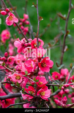 Blühende Guince oder Chaenomele japonica-Busch im Frühling. Rote Blüten auf einem Zweig auf einem unscharfen Frühlingsgrund Stockfoto