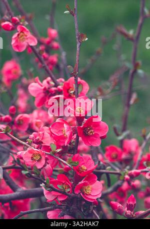 Blühende Guince oder Chaenomele japonica-Busch im Frühling. Rote Blüten auf einem Zweig auf einem unscharfen Frühlingsgrund. Romantische, ruhige Vintage-Tönung Stockfoto