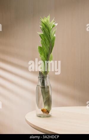 Vermehrung von ZZ-Pflanzen oder Zamioculcas zamiifolia über Stecklinge in sauberem Wasser in kleiner Glasflasche. Stockfoto