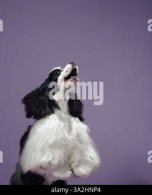 Ein verspielter amerikanischer Cocker-Spaniel, der aufwärts blickt, mit aufgeregtem Ausdruck, vor einem violetten Hintergrund. Das schwarze und weiße Fell des Hundes fügt hinzu Stockfoto