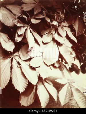 Dieses Bild zeigt eine Reihe von Kastanienbäumen (marronniers) in Paris. Atget fängt die natürliche Schönheit und Einheitlichkeit der Bäume ein und zeigt ihre Bedeutung in der Pariser Straßenlandschaft. Stockfoto