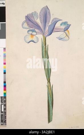 Diese botanische Illustration zeigt die spanische Iris, bekannt für ihre auffälligen blauen und violetten Blüten. Das Kunstwerk ist Teil einer Sammlung von John Whites botanischen Zeichnungen aus dem 16. Jahrhundert, die verschiedene Pflanzenarten zeigen. Stockfoto
