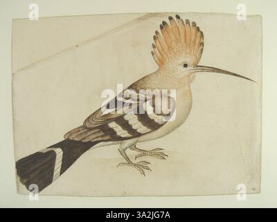 Diese 1906 von John White gezeigte Illustration zeigt einen Wiedehopf, einen Haubenvogel, der im Profil nach rechts zeigt und sein charakteristisches Gefieder betont. Stockfoto