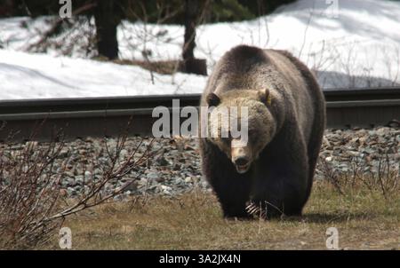 20. Mai 2014 - Calgary, ab, Kanada - Ein Grizzly mit dem Ohrschild 136 - Spitzname Split Lip - sucht am Dienstag, den 20. Mai 2014 nach leckeren Sachen entlang der Schienen westlich von Lake Louise, Alta. Mike Drew/Calgary Sun/QMI Agency (Kreditbild: © Mike Drew/QMI Agency/ZUMAPRESS.com) Stockfoto