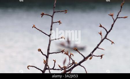 20. Mai 2014 - Calgary, ab, Kanada - Fischer und Balsampappel am Two Jack Lake in der Nähe von Banff, Alta. Am Dienstag, den 20. Mai 2014. Mike Drew/Calgary Sun/QMI Agency (Kreditbild: © Mike Drew/QMI Agency/ZUMAPRESS.com) Stockfoto