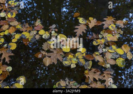 Bunte Herbstblätter auf einer Wasseroberfläche mit Reflexion des dunklen Waldes in der Spreer Heide, bei Rothenburg, Oberlausitz, Sachsen, Deutschland, Eu Stockfoto