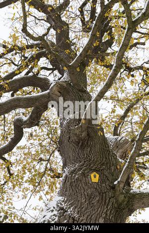 Großer Baumstamm des Naturdenkmals Müellereiche im Schnee, alte Eiche (quercus), Kluetz, Mecklenburg-Vorpommern, Deutschland, Europa Stockfoto