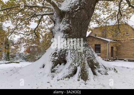 Großer Baumstamm des Naturdenkmals Müellereiche im Schnee, alte Eiche (quercus), Kluetz, Mecklenburg-Vorpommern, Deutschland, Europa Stockfoto