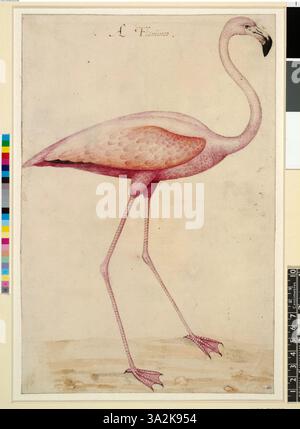 Diese Illustration von John White aus dem Jahr 1906 zeigt einen Flamingo im Profil nach rechts und zeigt seinen schlanken Körper und seine langen Beine, typisch für die Art. Stockfoto