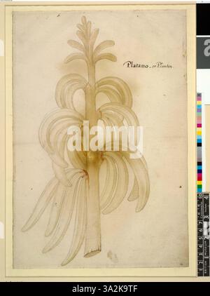 Diese 1906 von John White gefertigte Illustration zeigt Hornbananen und Bananen am Stiel, die an der Basis geschnitten sind und die Form der tropischen Früchte hervorheben. Stockfoto