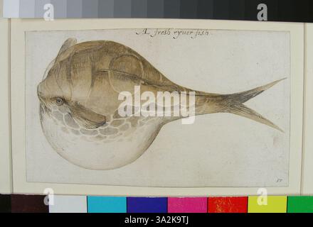 Diese 1906 von John White gezeigte Illustration zeigt einen Kugelfisch, der leicht von oben gesehen wird und nach links zeigt, seinen aufgeblähten Körper und seine einzigartige Form. Stockfoto