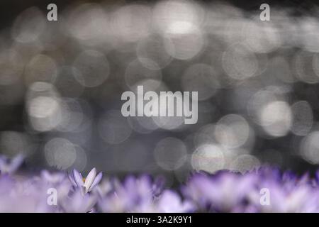 Krokusblüte mit wunderschönem Bokeh, Anfang März, Deutschland, Europa Stockfoto