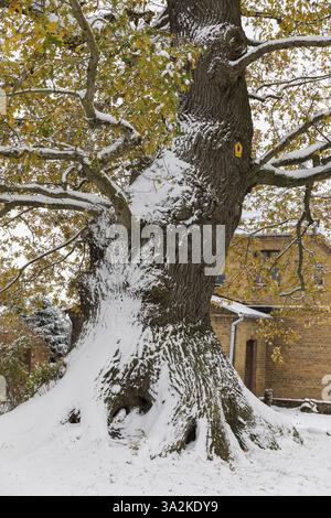 Großer Baumstamm des Naturdenkmals Müellereiche im Schnee, alte Eiche (quercus), Kluetz, Mecklenburg-Vorpommern, Deutschland, Europa Stockfoto