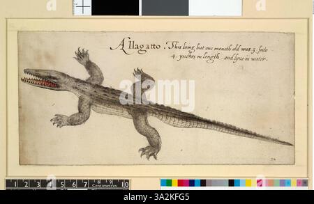 Diese 1906 von John White gezeigte Illustration zeigt ein Krokodil oder Alligator von oben mit leicht geöffnetem Mund, das seine Reptilienmerkmale betont. Stockfoto