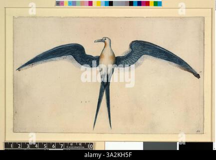 Diese Illustration von John White aus dem Jahr 1906 zeigt einen prächtigen Fregattvogel, der seine große Flügelweite und seine charakteristischen Merkmale hervorhebt. Stockfoto
