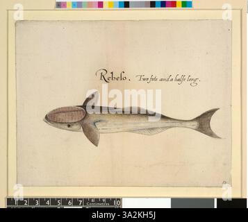 Diese Illustration von John White aus dem Jahr 1906 zeigt einen nach links schwimmenden Hai-Sauger, dessen charakteristischer Sauger auf dem Kopf sichtbar ist. Stockfoto