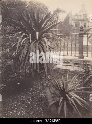 Dieses Bild von Eugène Atget, aufgenommen zwischen 1923 und 1925, fängt verschiedene Pflanzen ein und betont ihre Formen und Texturen auf minimalistische, künstlerische Weise. Stockfoto