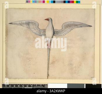 Diese Illustration von John White aus dem Jahr 1906 zeigt einen tropischen Vogel, der auf seinem Rücken liegt und seine Flügel ausbreitet und seine auffälligen Merkmale einfängt. Stockfoto