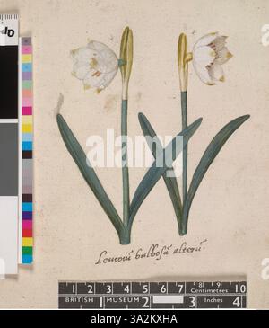 Diese botanische Abbildung zeigt zwei Sorten der Frühlingsschneeflocke, die die zarten weißen Blüten der Pflanze hervorheben. Es ist Teil von John Whites Serie botanischer Kunstwerke aus dem 16. Jahrhundert. Stockfoto