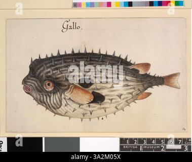 Diese Illustration von John White aus dem Jahr 1906 zeigt einen Sandfisch mit dem Kopf nach links, der das unverwechselbare stachelige Aussehen und die natürlichen Merkmale des Fisches einfängt. Stockfoto