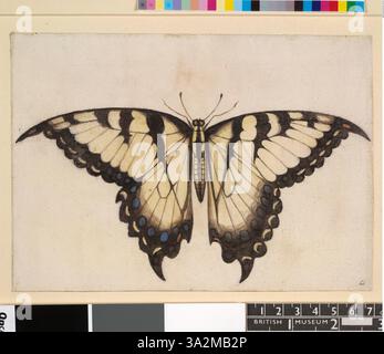 Diese 1906 von John White gefertigte Illustration zeigt einen Tigerschwalbenschwanz-Schmetterling und hebt seine markanten Markierungen und Flügelstruktur hervor. Stockfoto