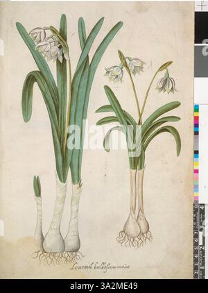 Diese Zeichnung nach John White zeigt sowohl die Sommer- als auch die Frühlingsschneeflocken und betont ihre zarten glockenförmigen Blüten und ihre besonderen saisonalen Eigenschaften. Stockfoto