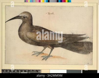 Diese 1906 von John White gefertigte Illustration zeigt einen nach links gerichteten Noddy Seeschwalbenvogel, der seine Merkmale und seinen natürlichen Lebensraum hervorhebt. Stockfoto