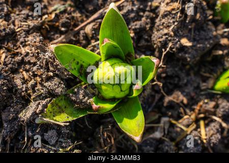 Hyazinth blickt im Frühjahr unter dem Boden. Stockfoto