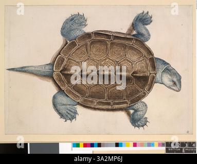 Diese 1906 von John White gefertigte Illustration zeigt eine Terrapin mit Diamantrückseite von oben, deren Kopf nach rechts zeigt und deren Schale und markante Markierungen betont. Stockfoto