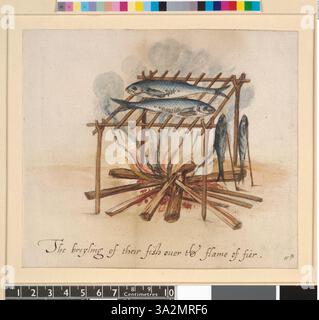 Diese Illustration von John White aus dem Jahr 1906 zeigt den Prozess des Bratens von Fisch über einem Feuer und zeigt traditionelle Techniken zur Zubereitung von Lebensmitteln. Stockfoto