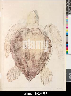 Diese Illustration von John White (1906) zeigt eine amerikanische Pflanzenart mit detaillierten botanischen Beobachtungen und naturgeschichtlicher Dokumentation. Stockfoto