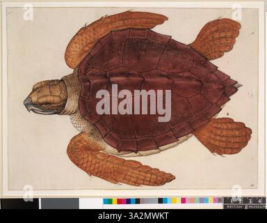 Diese 1906 von John White gezeigte Illustration zeigt eine Karettschildkröte von oben, deren Kopf nach links zeigt und ihre Schale und ihre einzigartigen Merkmale zeigt. Stockfoto