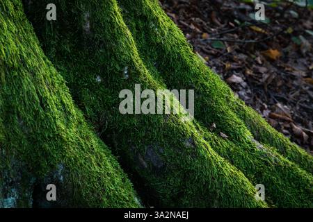 Moos, das die Wurzeln aus nächster Nähe beleuchtet, Walddetails Stockfoto