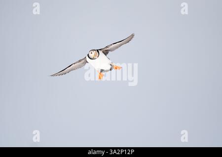 Atlantischer Puffin (Fratercula arctica) fliegen Stockfoto