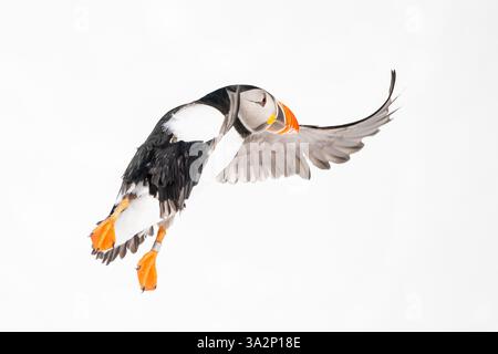 Atlantischer Puffin (Fratercula arctica) fliegen Stockfoto