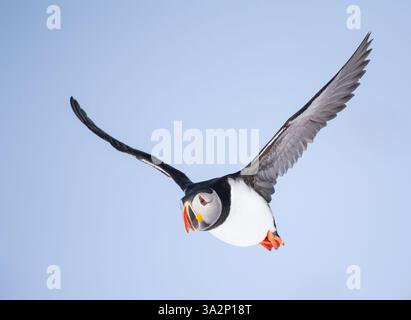 Atlantischer Puffin (Fratercula arctica) fliegen Stockfoto