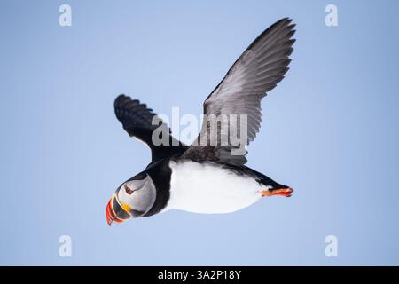 Atlantischer Puffin (Fratercula arctica) fliegen Stockfoto