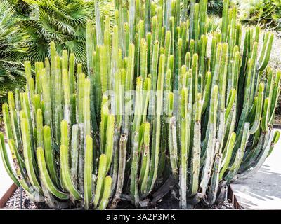 Euphorbia canariensis wächst in der Kanarischen Inselzone des Jardí Botànic oder Botanischen Gartens in Barcelona, Spanien. Stockfoto