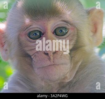 Porträt eines jungen indischen Rhesusmakaken (Macaca mulatta), Jim Corbett National Park, Uttarakhand, Indien. Stockfoto