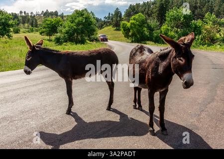 Zwei Esel stehen auf einer asphaltierten Straße in einer malerischen Landschaft mit üppigen grünen Bäumen, grasbewachsenen Hügeln und einem roten Auto in der Ferne, um ein un zu fangen Stockfoto