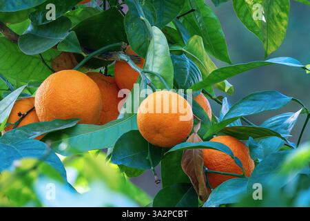 Lebhafte, reife Orangen hängen an einem Baum, umgeben von üppig grünen Blättern, die im Sonnenlicht leuchten Stockfoto