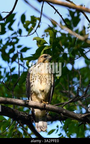 Der junge Rotschwanzfalke (Buteo jamaicensis) oben in Tree Talon sieht richtig aus - wilder Vogel Stockfoto