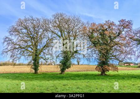 Eine Linie von drei blattlosen alten Eichen (Quercus) im Winter auf Ackerland in der Sud-Touraine, Zentralfrankreich. Stockfoto