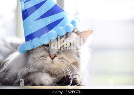 Graue flauschige Katze mit blauem Geburtstagshut Stockfoto